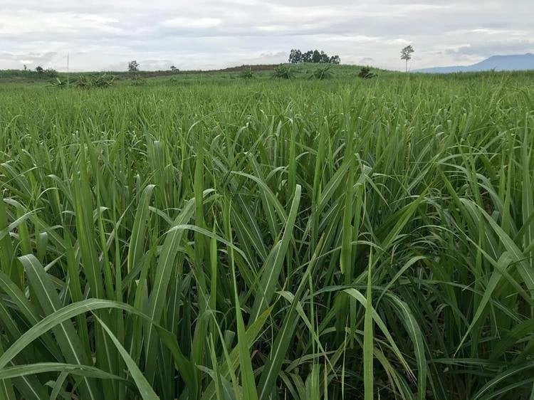 Liên kết trồng mía tím LC2025 giá từ 1.050 - 1.100 đồng/kg